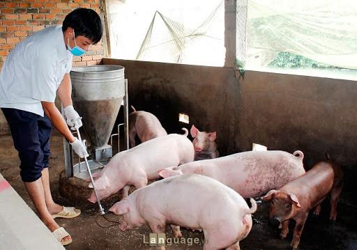Tiếng anh chuyên ngành chăn nuôi heo Tiếng anh chuyên ngành chăn nuôi heo