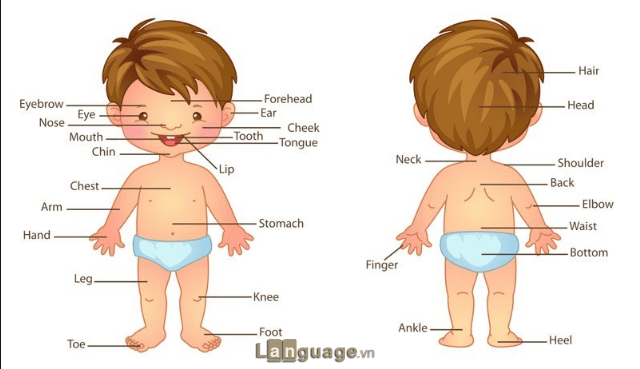 Từ vựng tiếng anh về các bộ phận cơ thể