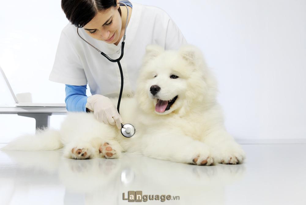 Từ vựng tiếng Anh quan trọng với bác sĩ thú y Từ vựng tiếng Anh quan trọng với bác sĩ thú y